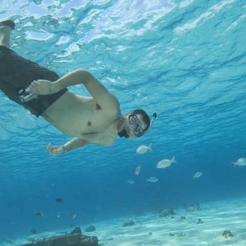 snorkeler near fish